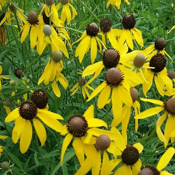 Meet your Posher, Lynn - Picture 1 of 1